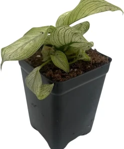 Milky Way Dieffenbachia Live Plant - Exotic Houseplant - 2.5