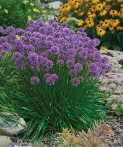 Millennium Allium Live Plant - Flowering Onion Perennial - Gallon Pot - Image 2