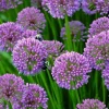 Millennium Allium Live Plant - Flowering Onion Perennial - Gallon Pot - Image 1