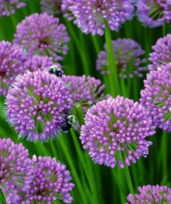 Millennium Allium Live Plant - Flowering Onion Perennial - Gallon Pot - Image 1