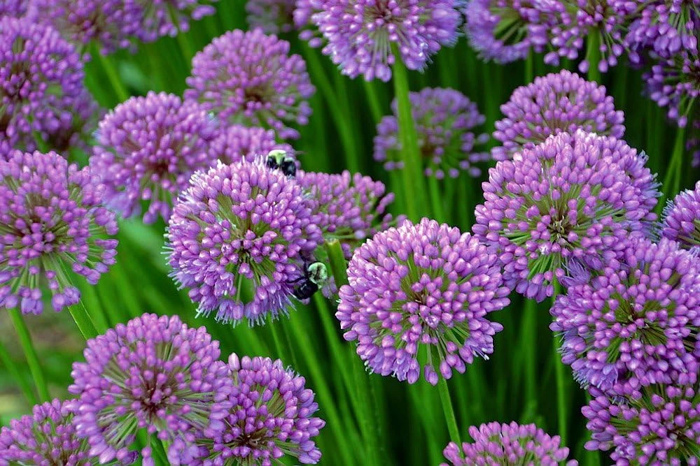 Millennium Allium Live Plant - Flowering Onion Perennial - Gallon Pot - Image 1