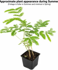Mimosa Silk Tree Live Plant - 2 Pink Persian Silk Tree Seedlings 6-10