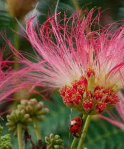 Mimosa Silk Tree Live Plant - 2 Pink Persian Silk Tree Seedlings 6-10
