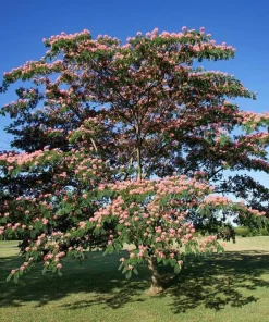 Mimosa Silk Tree Live Plant - 2 Pink Persian Silk Tree Seedlings 6-10