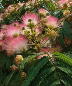 Mimosa Silk Tree Live Plant - 2 Pink Persian Silk Tree Seedlings 6-10