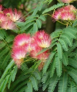 Mimosa Silk Tree Live Plant - 2 Pink Persian Silk Tree Seedlings 6-10
