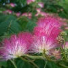 Mimosa Silk Tree Live Plant - 2 Pink Persian Silk Tree Seedlings 6-10" Tall in 3.5" Pots, Outdoor - Image 1
