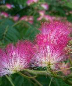 Mimosa Silk Tree Live Plant - 2 Pink Persian Silk Tree Seedlings 6-10