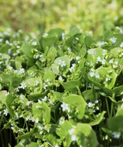 Miner's Lettuce Seeds - Winter Purslane Vegetable Seeds 100 Count - Image 2