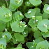 Miner's Lettuce Seeds - Winter Purslane Vegetable Seeds 100 Count - Image 1