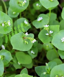 Miner's Lettuce Seeds - Winter Purslane Vegetable Seeds 100 Count - Image 1