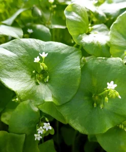 Miner's Lettuce Seeds - Winter Purslane Vegetable Seeds 100 Count - Image 3
