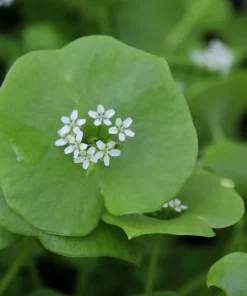 Miner's Lettuce Seeds - Winter Purslane Vegetable Seeds 100 Count - Image 4