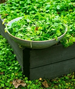 Miner's Lettuce Seeds - Winter Purslane Vegetable Seeds 100 Count - Image 5