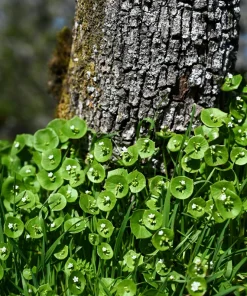Miner's Lettuce Seeds - Winter Purslane Vegetable Seeds 100 Count - Image 6