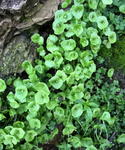 Miner's Lettuce Seeds - Winter Purslane Vegetable Seeds 100 Count - Image 7