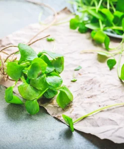 Miner's Lettuce Seeds - Winter Purslane Vegetable Seeds 100 Count - Image 9