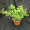 Ming Fern Live Plant - Asparagus myriocladus, 3" Pot, Indoor/Outdoor - Image 1
