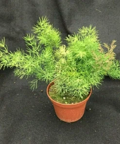 Ming Fern Live Plant - Asparagus myriocladus, 3" Pot, Indoor/Outdoor - Image 1