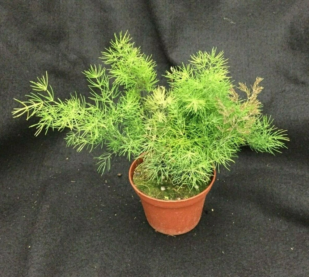 Ming Fern Live Plant - Asparagus myriocladus, 3" Pot, Indoor/Outdoor - Image 1