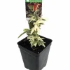 Mini English Ivy Live Plant – 2.5" Pot – Terrarium Fairy Garden Houseplant - Image 1