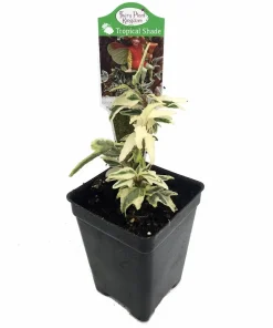 Mini English Ivy Live Plant – 2.5
