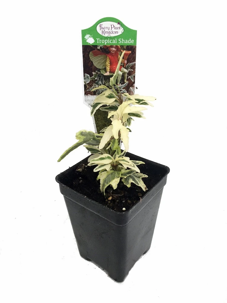 Mini English Ivy Live Plant – 2.5" Pot – Terrarium Fairy Garden Houseplant - Image 1