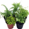 Mini Fern Assortment Live Plant - 5 Different 2" Potted Plants for Terrariums - Image 1
