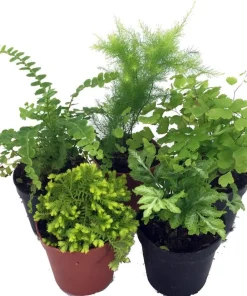 Mini Fern Assortment Live Plant - 5 Different 2