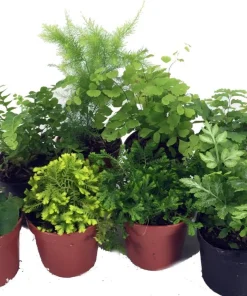 Mini Fern Assortment Live Plants – 8 Different Varieties – 2 inch Pots – Terrarium & Fairy Garden Ready - Image 2