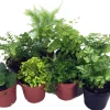 Mini Fern Assortment Live Plants – 8 Different Varieties – 2 inch Pots – Terrarium & Fairy Garden Ready - Image 1