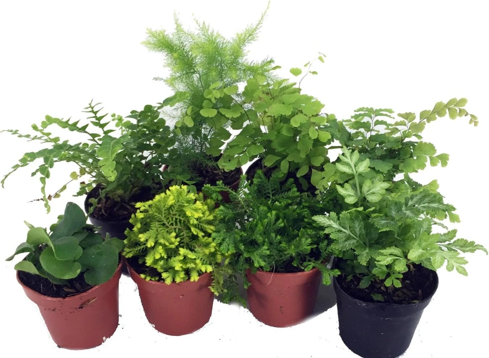 Mini Fern Assortment Live Plants – 8 Different Varieties – 2 inch Pots – Terrarium & Fairy Garden Ready - Image 1
