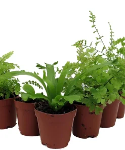 Mini Fern Assortment Live Plants – 8 Different Varieties – 2 inch Pots – Terrarium & Fairy Garden Ready - Image 3