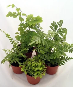 Mini Ferns for Terrariums/Fairy Garden - Live Plants - 5 Different Plants-2" Pots - Image 2