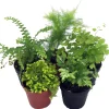 Mini Ferns for Terrariums/Fairy Garden - Live Plants - 5 Different Plants-2" Pots - Image 1