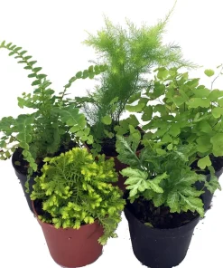 Mini Ferns for Terrariums/Fairy Garden - Live Plants - 5 Different Plants-2