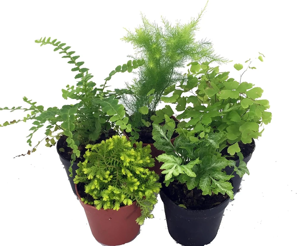 Mini Ferns for Terrariums/Fairy Garden - Live Plants - 5 Different Plants-2" Pots - Image 1