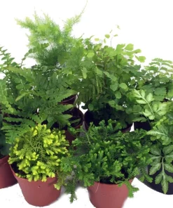 Mini Ferns Live Plants - 10 Pack, 2