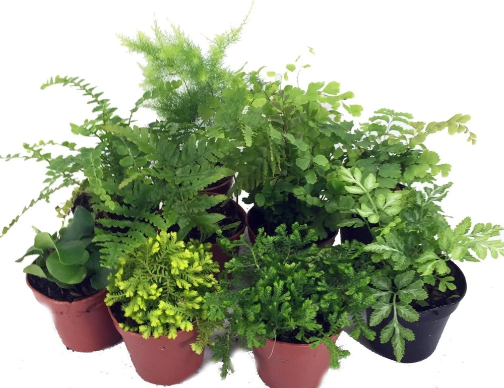 Mini Ferns Live Plants - 10 Pack, 2" Pots - Terrarium & Fairy Garden - Image 2