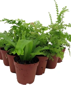 Mini Ferns Live Plants - 10 Pack, 2