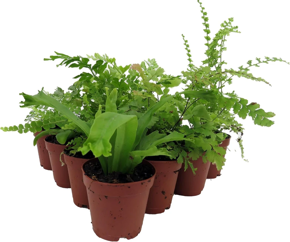 Mini Ferns Live Plants - 10 Pack, 2" Pots - Terrarium & Fairy Garden - Image 3