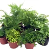 Mini Ferns Live Plants - 10 Pack, 2" Pots - Terrarium & Fairy Garden - Image 1