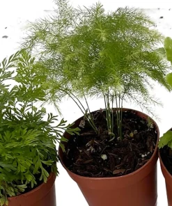 Mini Ferns Live Plants for Terrariums & Fairy Gardens - 3 Assorted Plants in 2" Pots - Image 2
