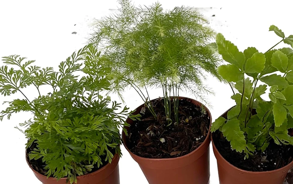 Mini Ferns Live Plants for Terrariums & Fairy Gardens - 3 Assorted Plants in 2" Pots - Image 2