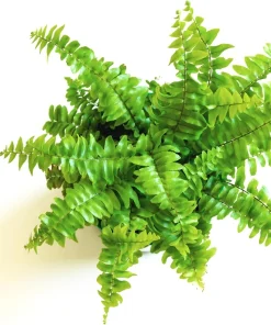 Mini Ferns Live Plants for Terrariums & Fairy Gardens - 3 Assorted Plants in 2