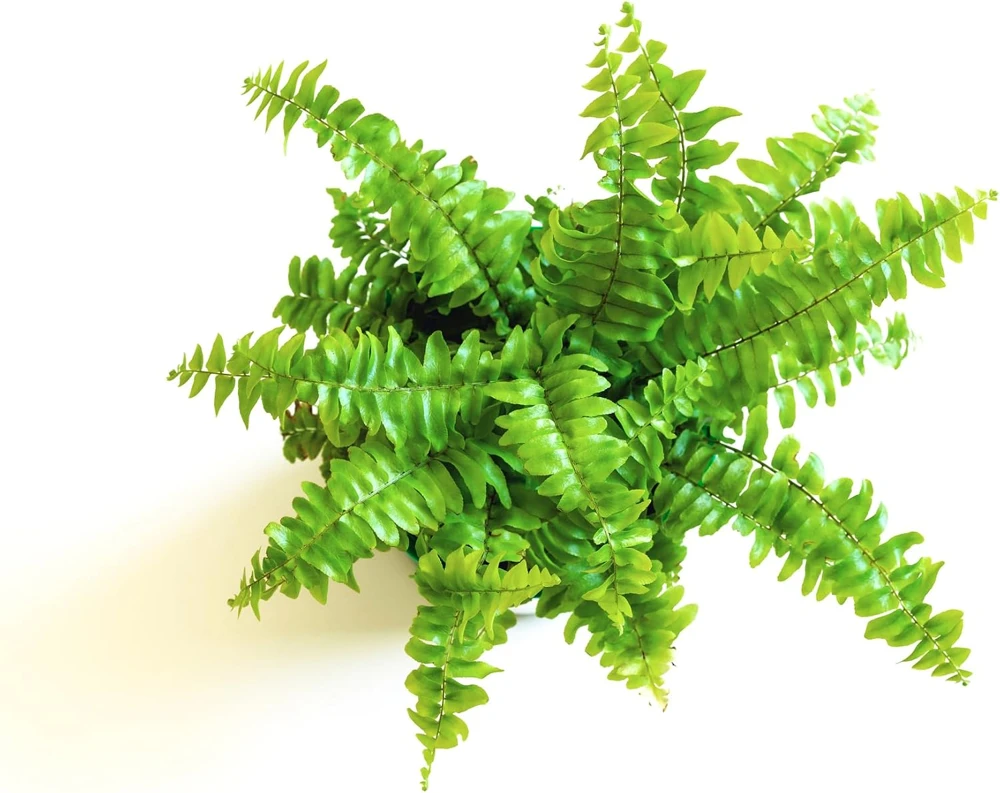Mini Ferns Live Plants for Terrariums & Fairy Gardens - 3 Assorted Plants in 2" Pots - Image 3