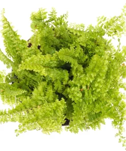 Mini Ferns Live Plants for Terrariums & Fairy Gardens - 3 Assorted Plants in 2