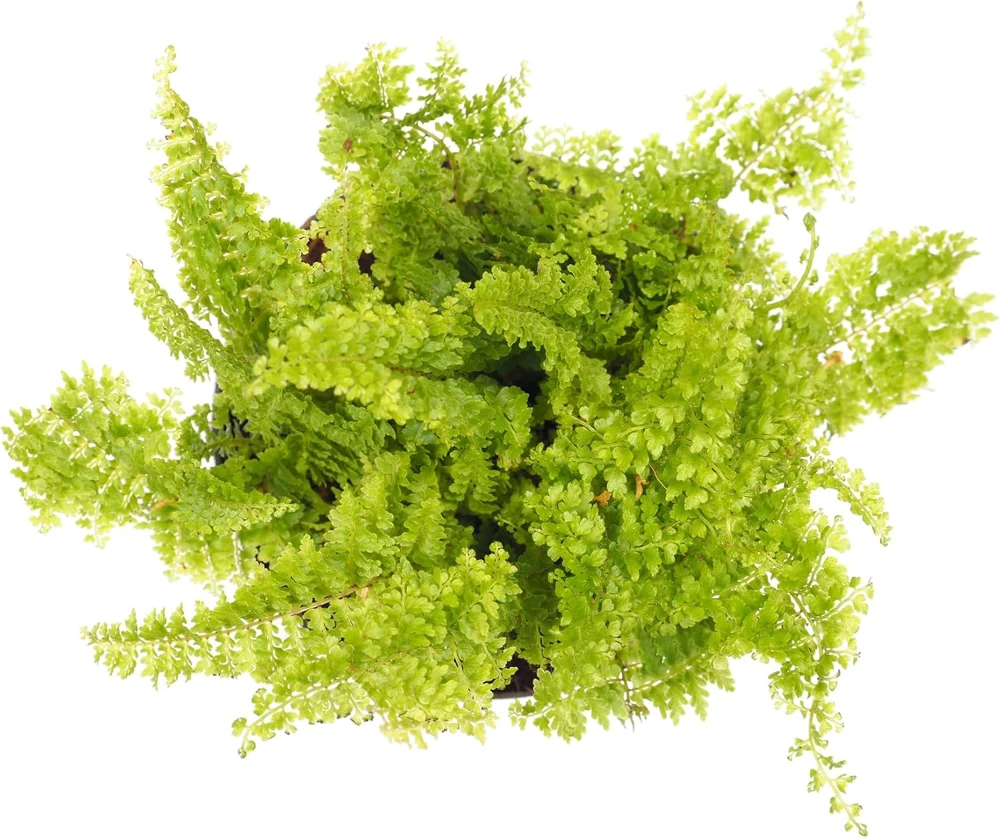 Mini Ferns Live Plants for Terrariums & Fairy Gardens - 3 Assorted Plants in 2" Pots - Image 4