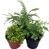 Mini Ferns Live Plants for Terrariums & Fairy Gardens - 3 Assorted Plants in 2" Pots - Image 1