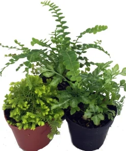 Mini Ferns Live Plants for Terrariums & Fairy Gardens - 3 Assorted Plants in 2